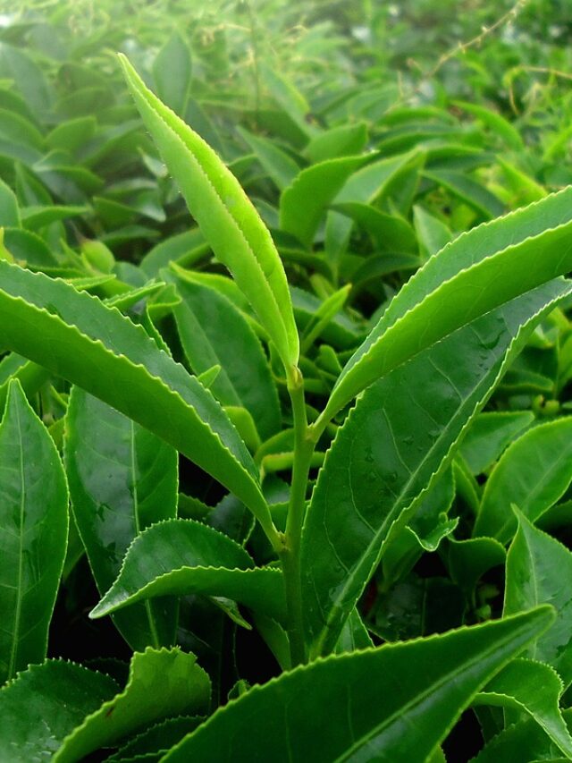 9 Herbal Tea Addon Plants